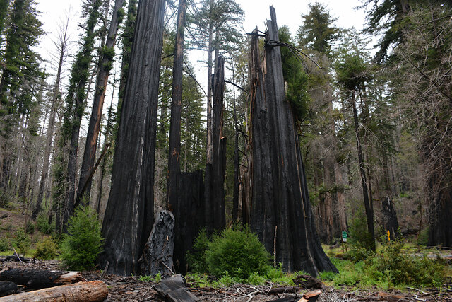 Burned redwoods at Big Basin