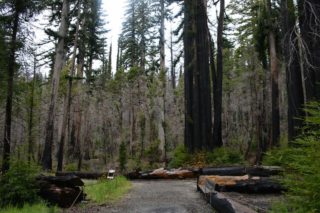 Redwood loop trail after the CZU fire