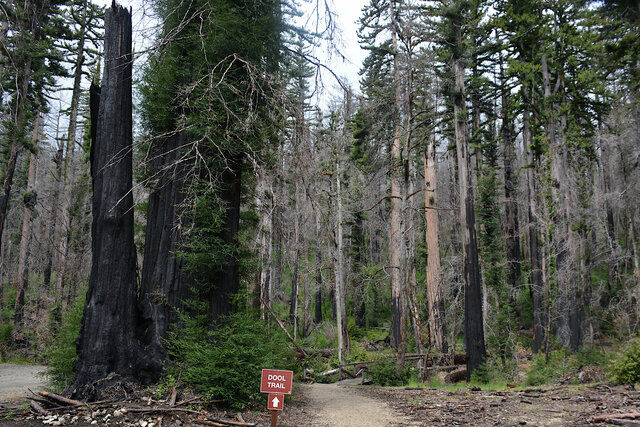 Burned redwoods flanking the Dool Trail