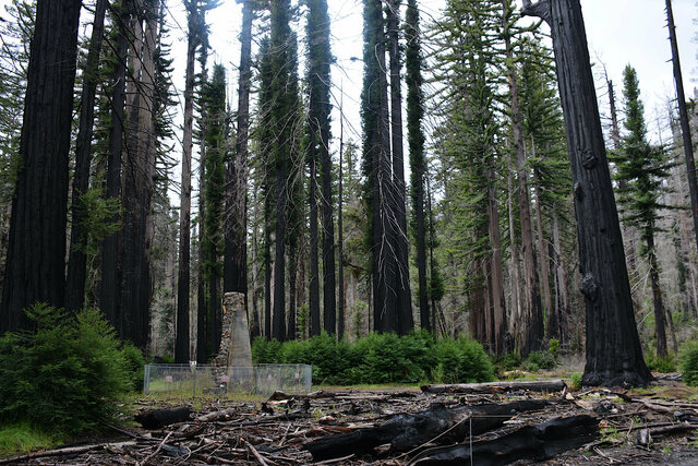 Surviving chimney at Big Basin