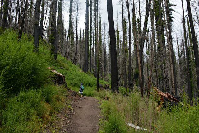 Julian walks through the recovering redwood forest