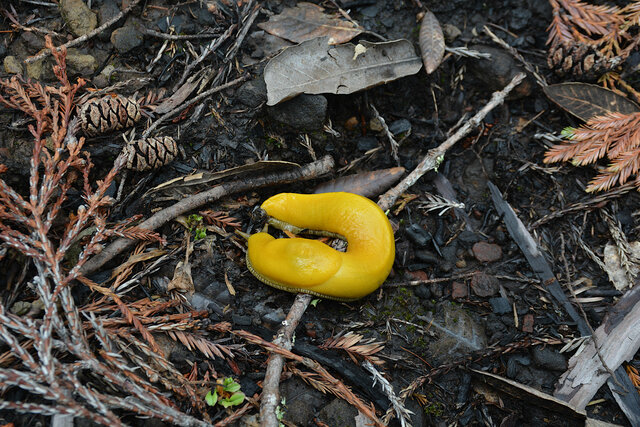 Banana slug on the redwood leaf litter