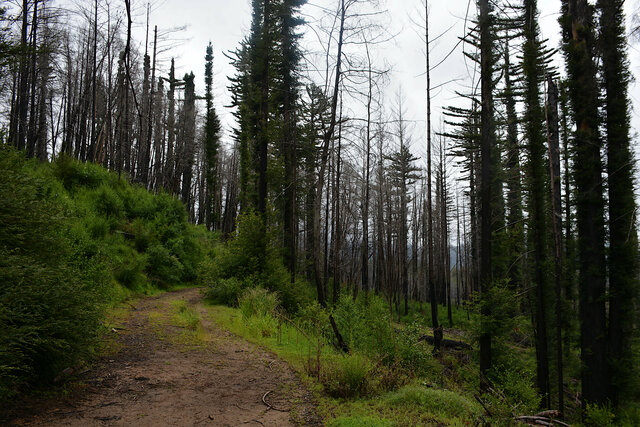 Middle Ridge Road recovering from the fire