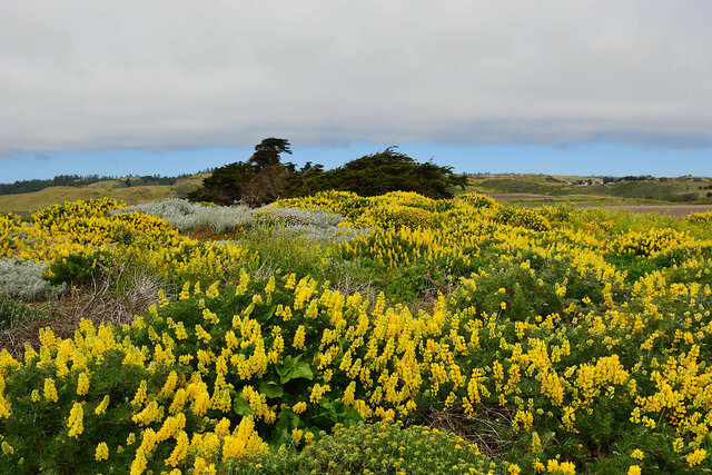 Yellow coastal bush lupine