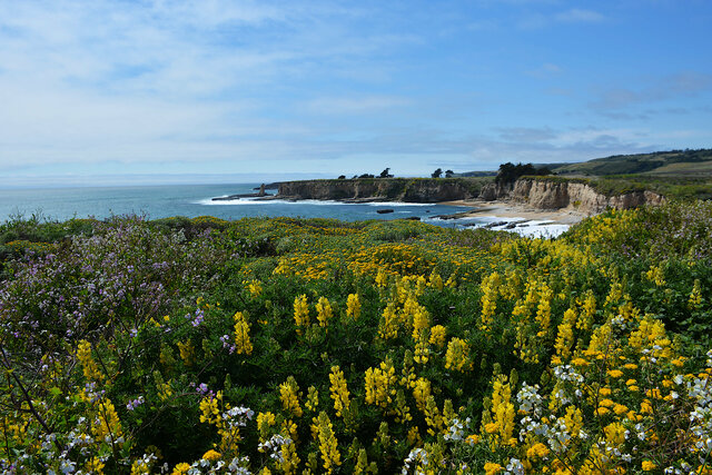 Yellow lupine on the bluffs above the beach