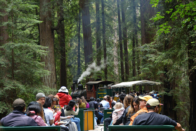 Steam train turns into the redwood forest