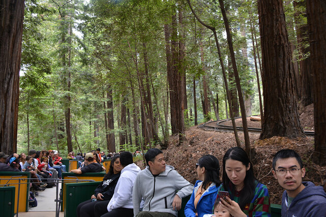 Redwood steam train approaches the switchback