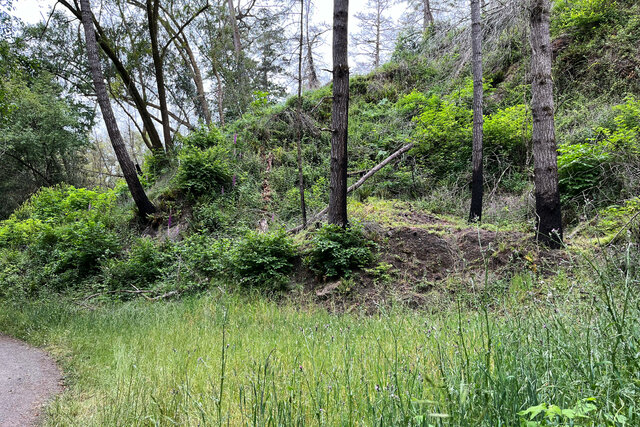 Wildfire recovery on the Bear Valley Trail