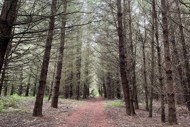 Dark pine forest on the Coast Trail