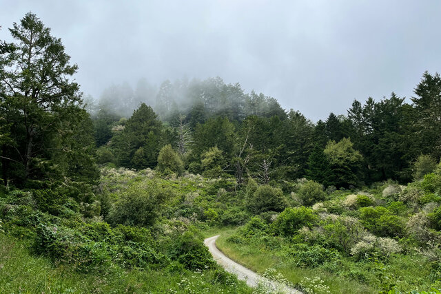 Stewart Trail ascends into the clouds