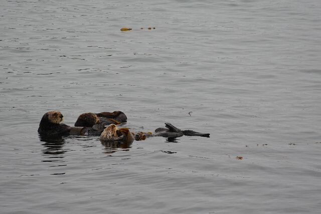 Sea otter raft in Morro Bay