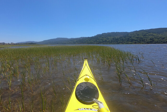 Eelgrass in Tomales Bay