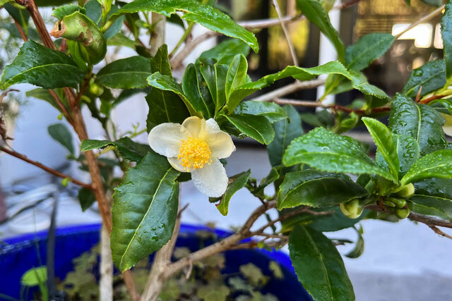 Flower on patio tea plant