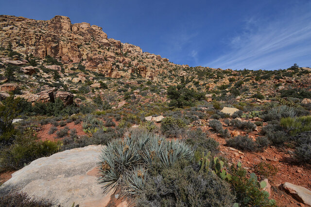 Hillside above the White Rock Trail