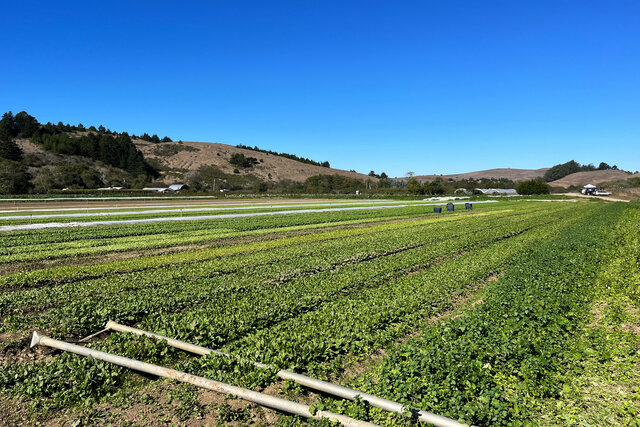 Young greens at the farm