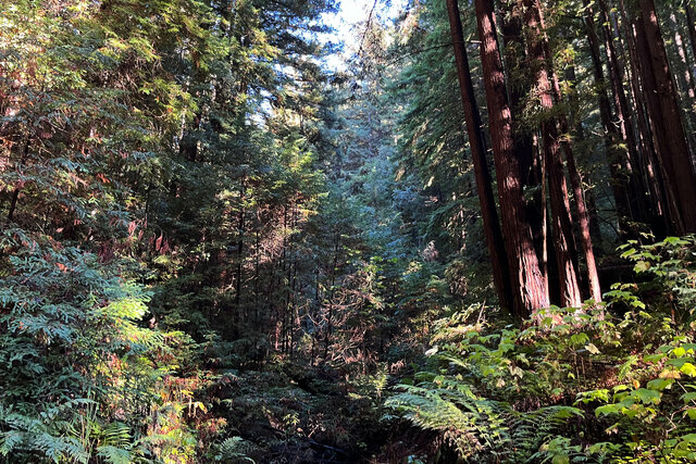 Redwood forest above Bridge Creek