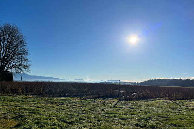 Sun rising over blueberry fields in Skagit County