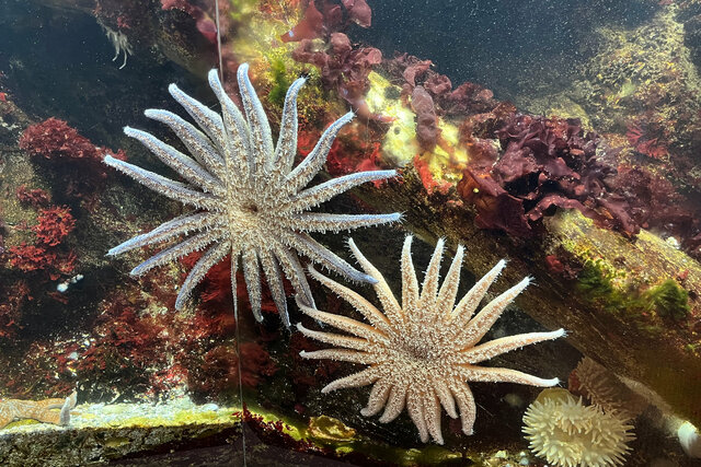 Sunflower stars in the Breazeale Interpretive Center