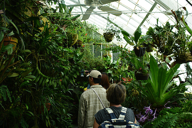 Potted plants in the Conservatory of Flowers