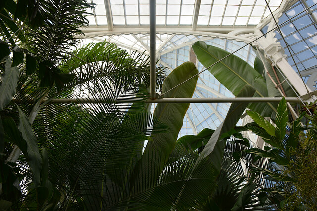 Atrium in the Conservatory of Flowers