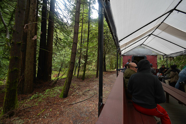 Beach train in the redwoods