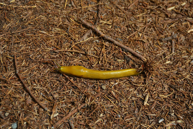 Banana slug on the trail