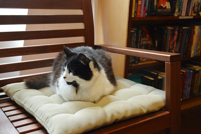 Bookstore cat at Gallery Bookshop in Mendocino