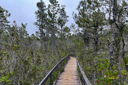 Boardwalk through the pygmy forest