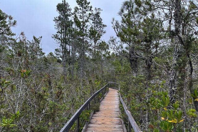 Boardwalk through the pygmy forest