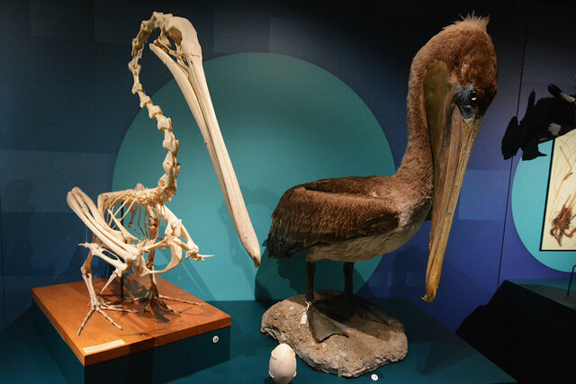 Brown pelican skeleton and taxidermy