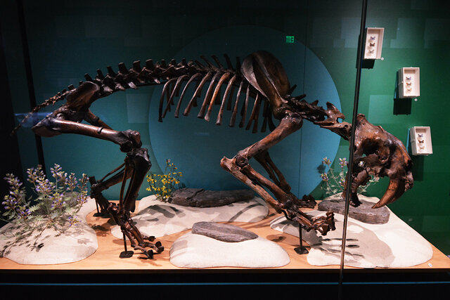 Saber-tooth cat skeleton