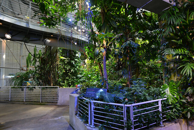 California Academy rainforest