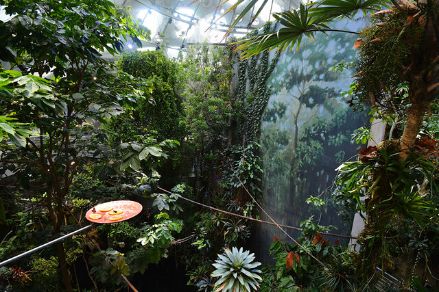 Inside the Cal Academy rainforest