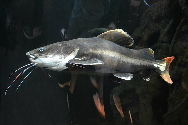 Tropical catfish in the Cal Academy aquarium
