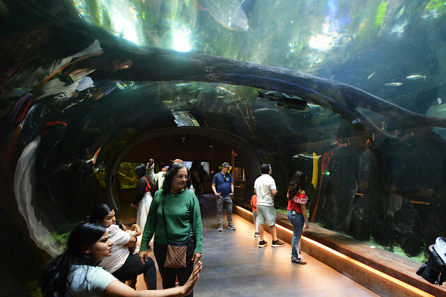Underwater viewing tube in the Cal Academy aquarium