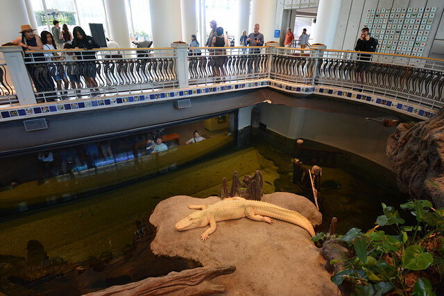 Watching Claude at the Cal Academy