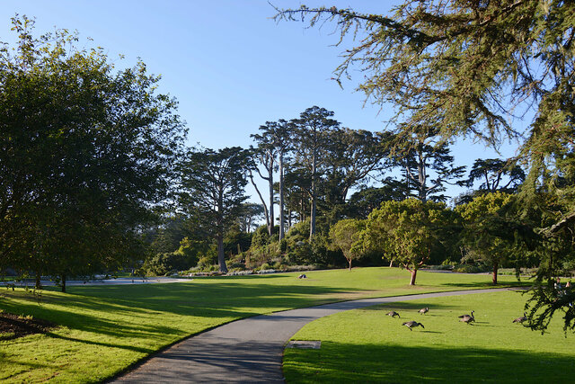 Lawn surrounded by cypress trees at the San Francisco arboretum