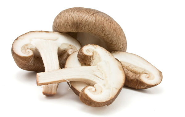 Cogumelo shitake