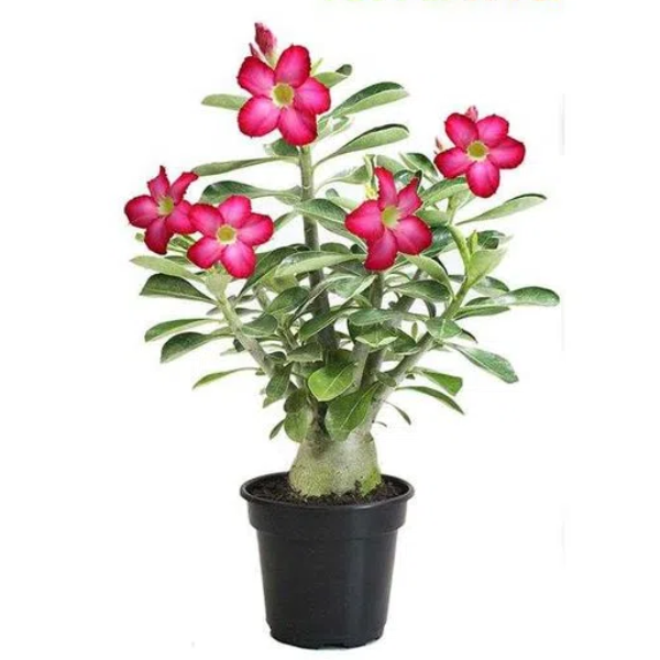 FLOR NATURAL - ROSA DO DESERTO P15 - COM FLOR - Big Coisas - Mobile