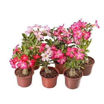 FLOR NATURAL - ROSA DO DESERTO P15 - COM FLOR - Big Coisas - Mobile