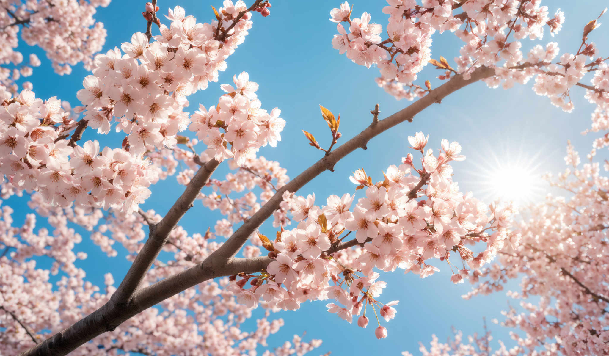 The image showcases a vibrant display of cherry blossoms against a clear blue sky. The cherry trees have branches laden with clusters of pink blossom flowers. The sun is shining brightly from the top right corner, casting a radiant glow and creating a starburst effect. The sky is a deep blue, providing a beautiful contrast to the pink hues of the blossoming trees.