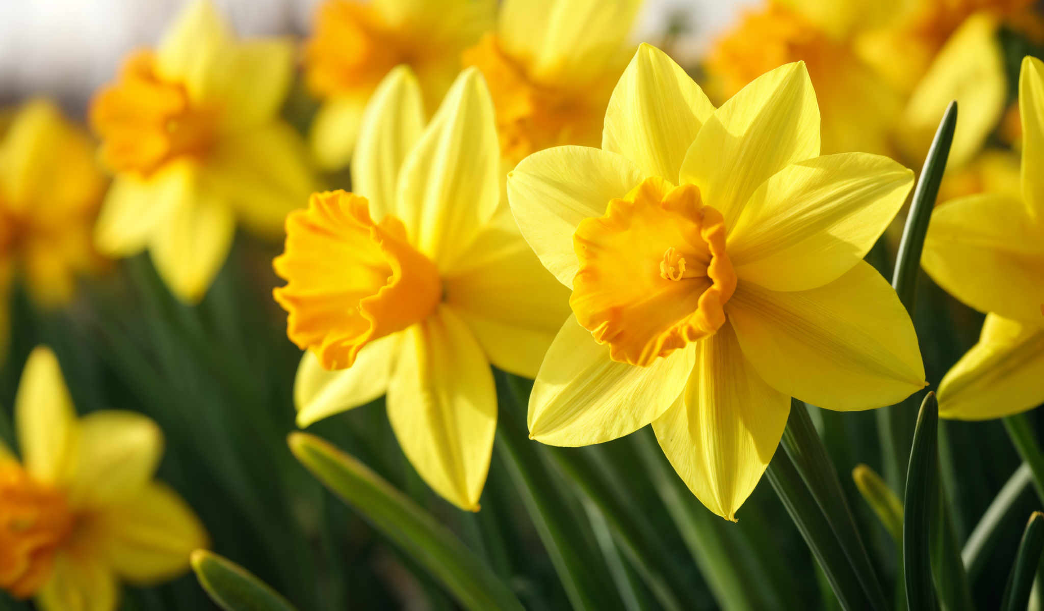 A close up of a group of yellow daffodils.