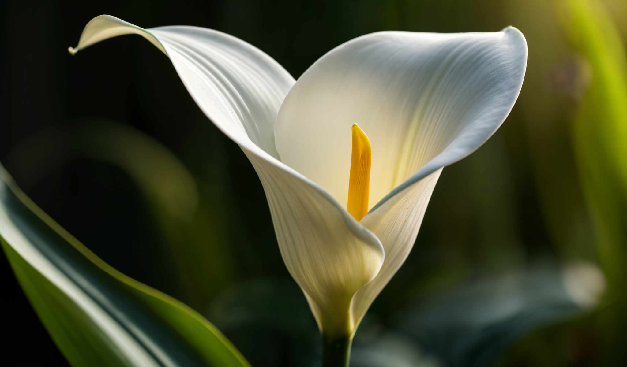 A white lily flower with a yellow center.