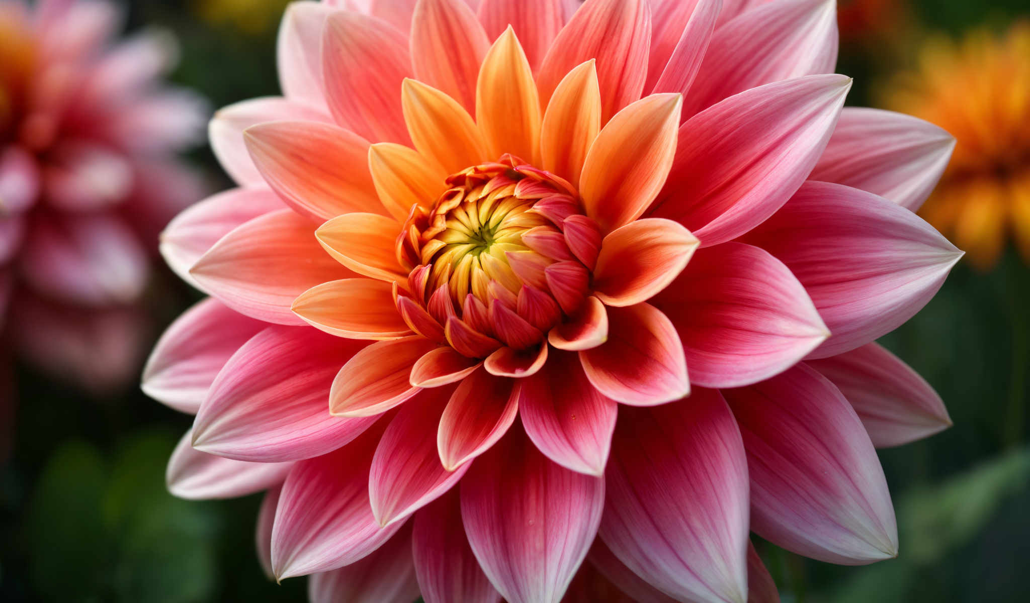 A close up of a pink flower with a yellow center.