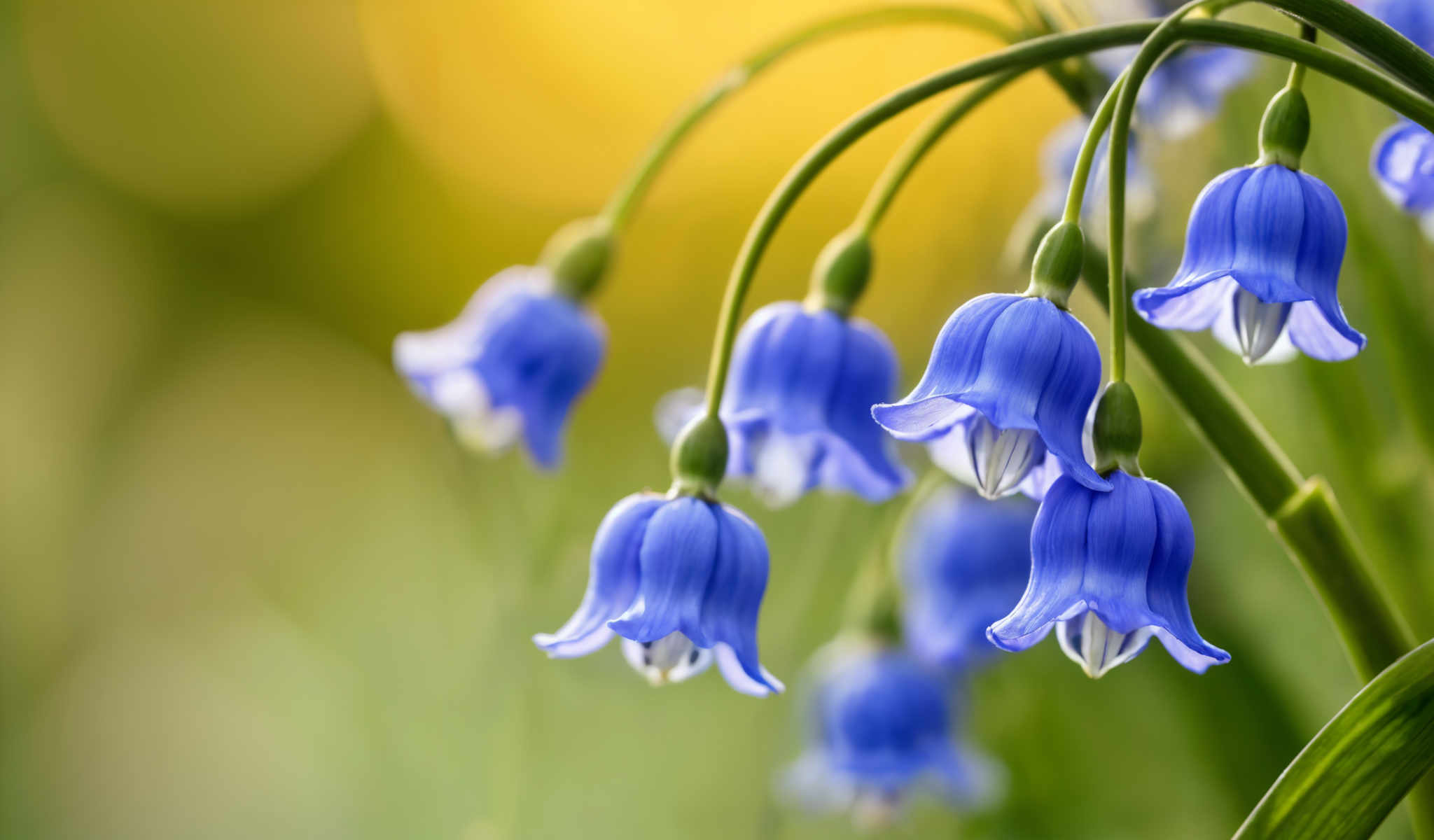 A cluster of blue flowers with green stems.