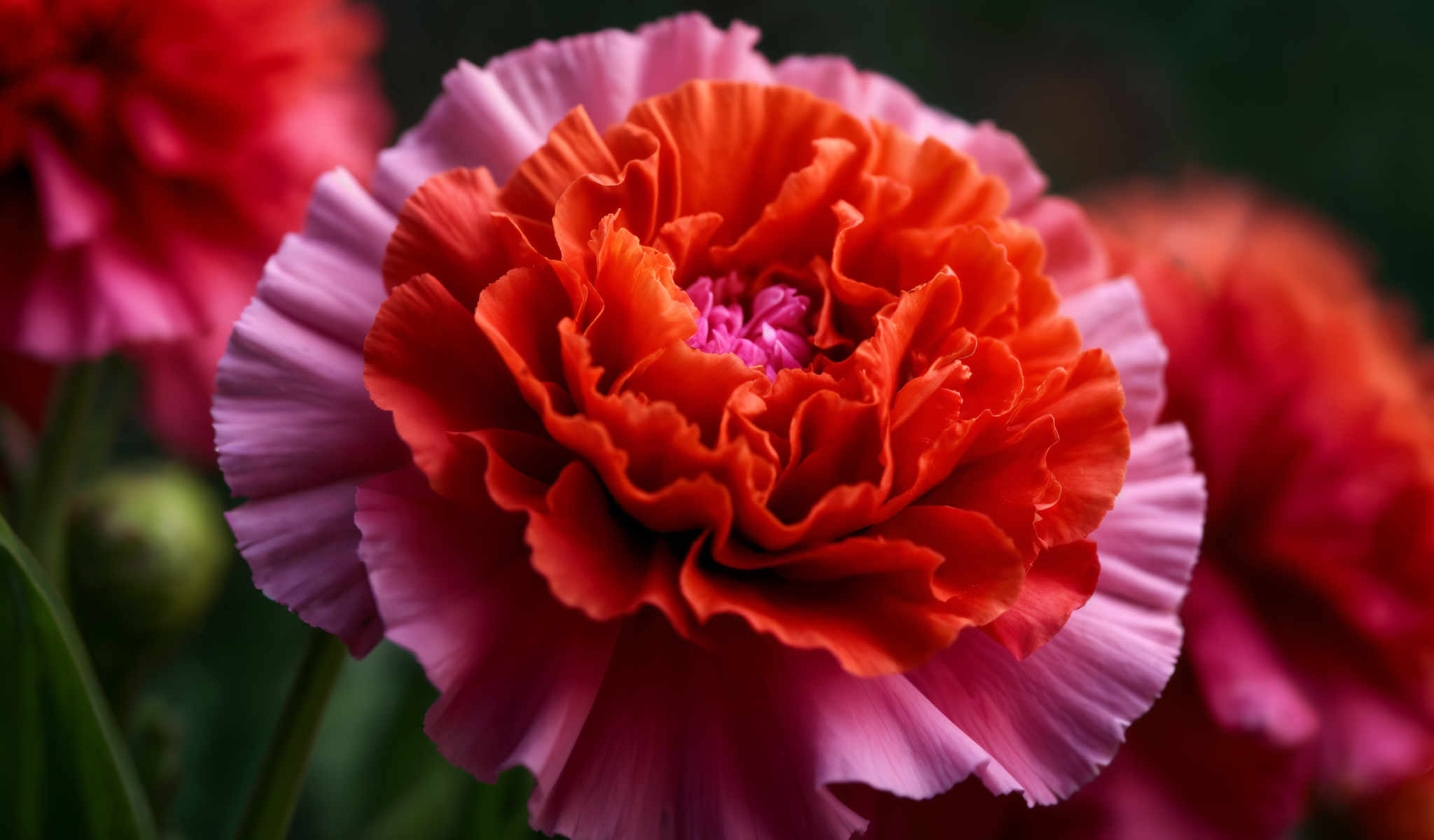 A close up of a beautiful red flower with a pink center.