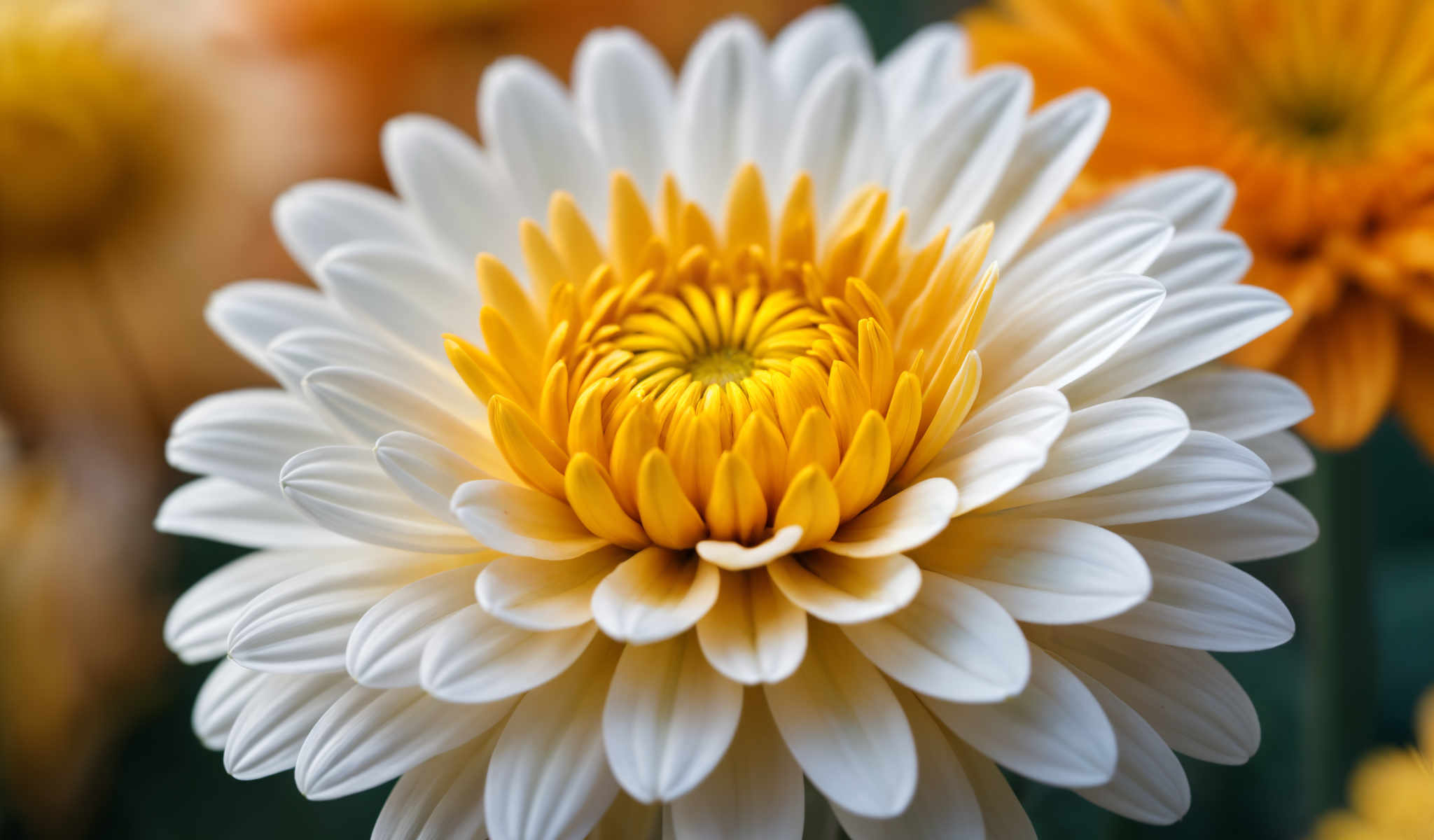 A close up of a white and yellow flower.