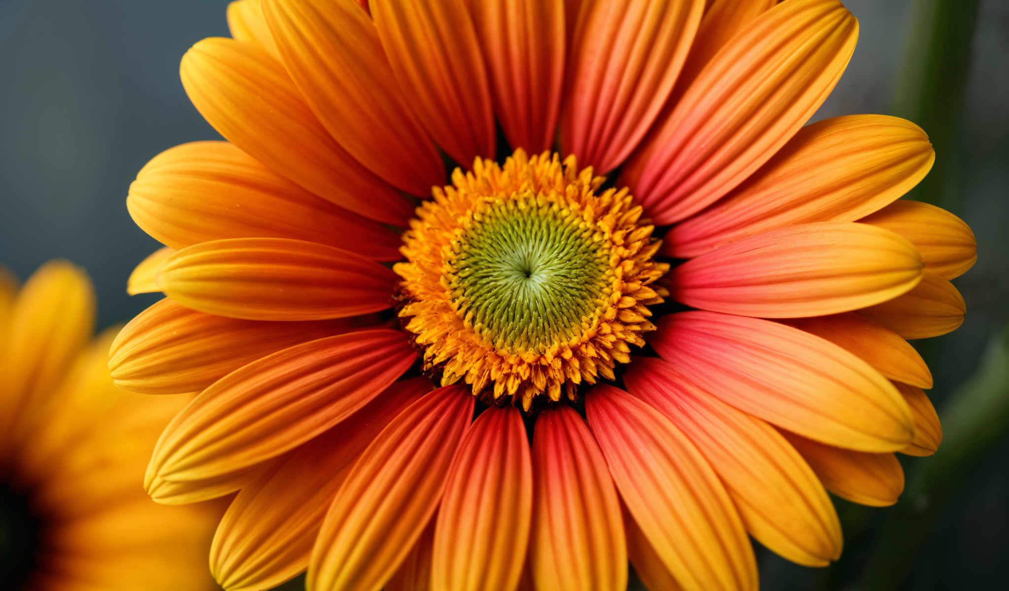 A vibrant orange flower with a yellow center.