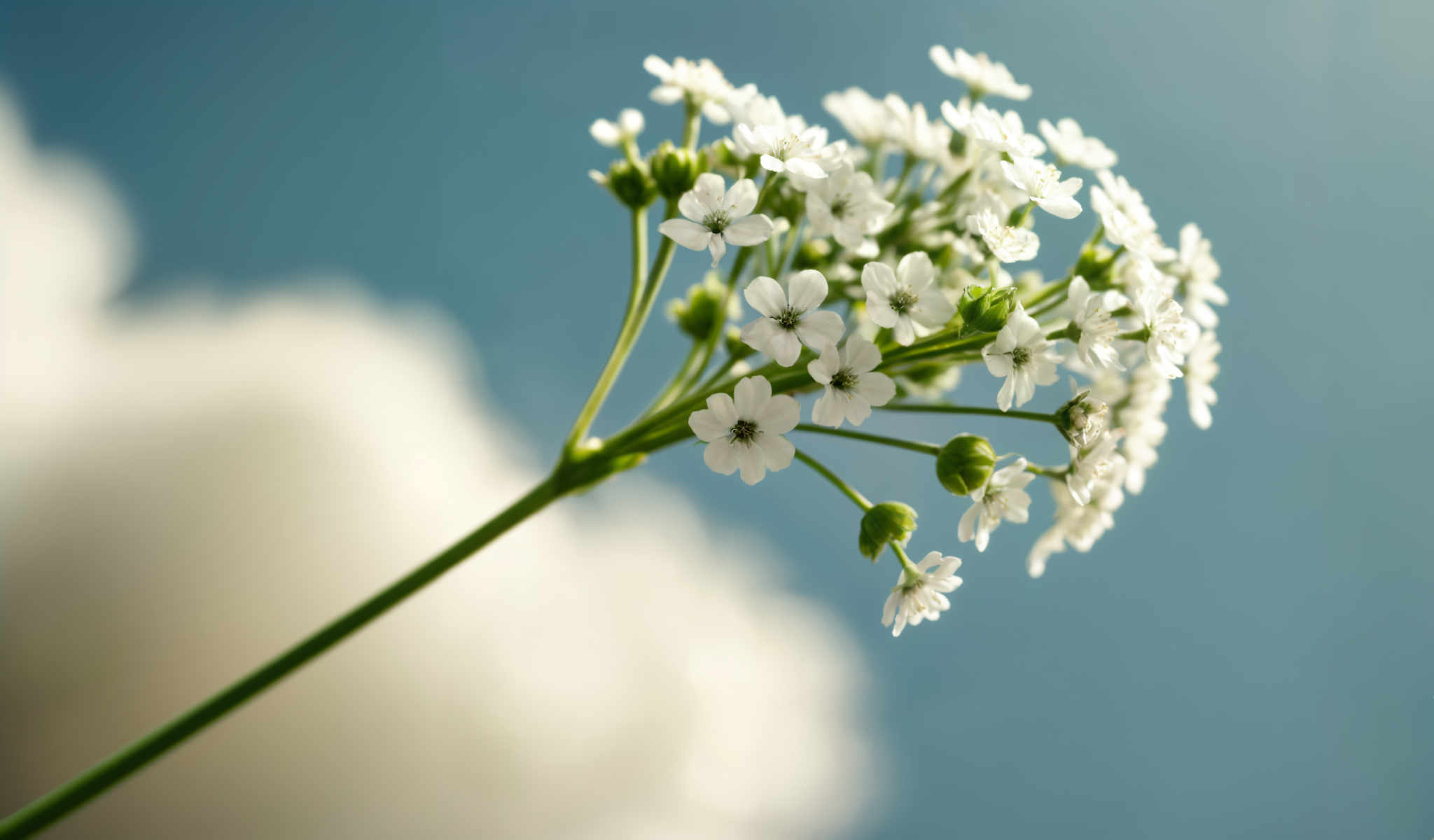 A cluster of white flowers with green stems and leaves.