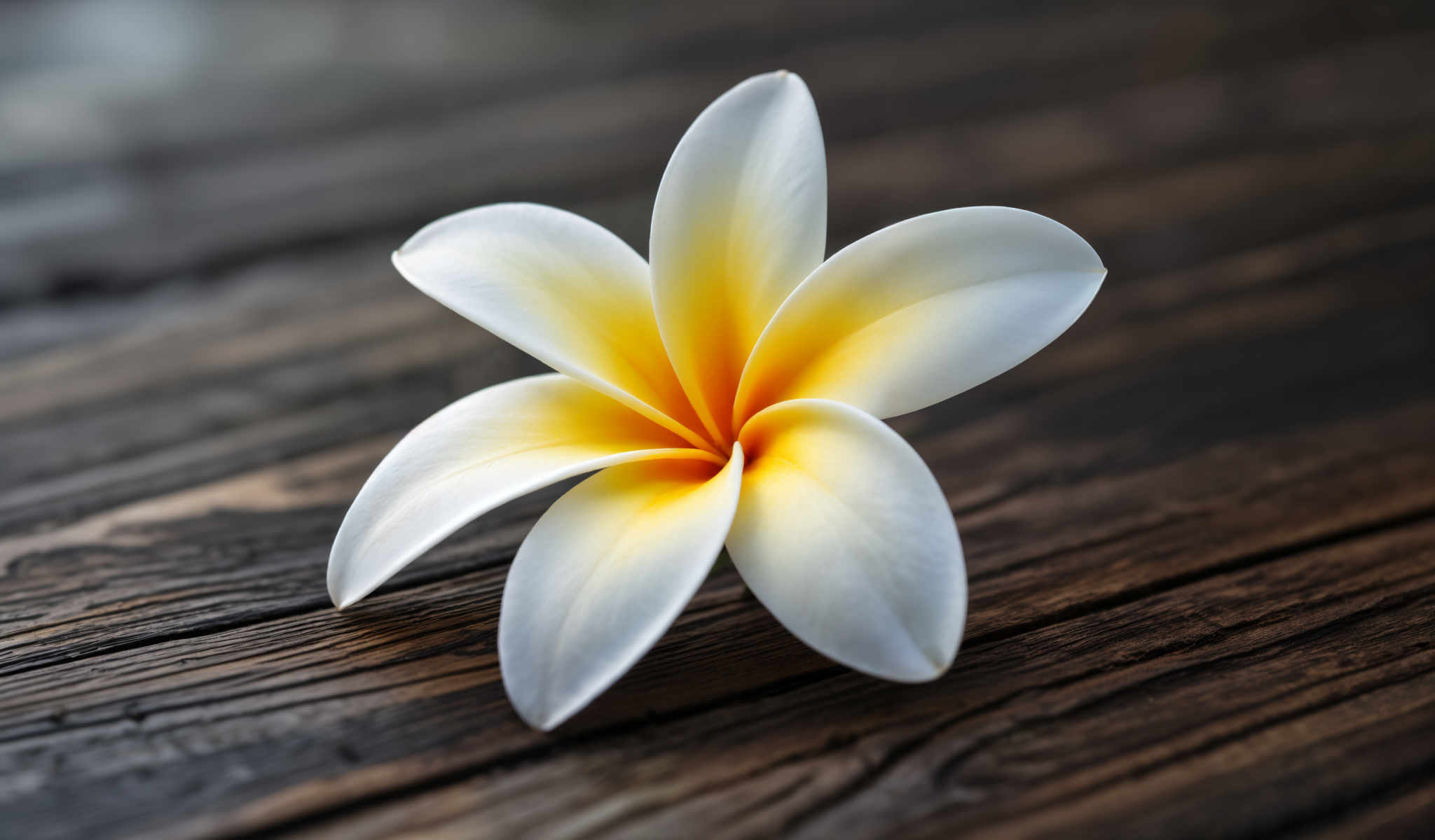 A white and yellow flower on a wooden surface.